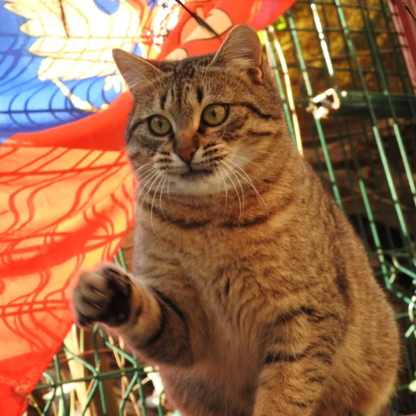 Gato Jardín — Foto de Stock