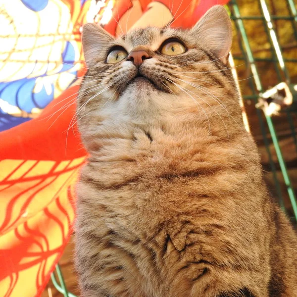 Bahçedeki kedi