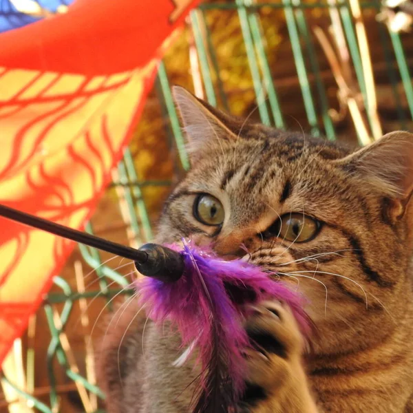 Gato Jardín — Foto de Stock