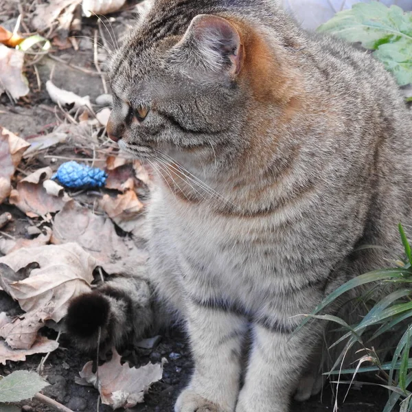 Bahçedeki kedi