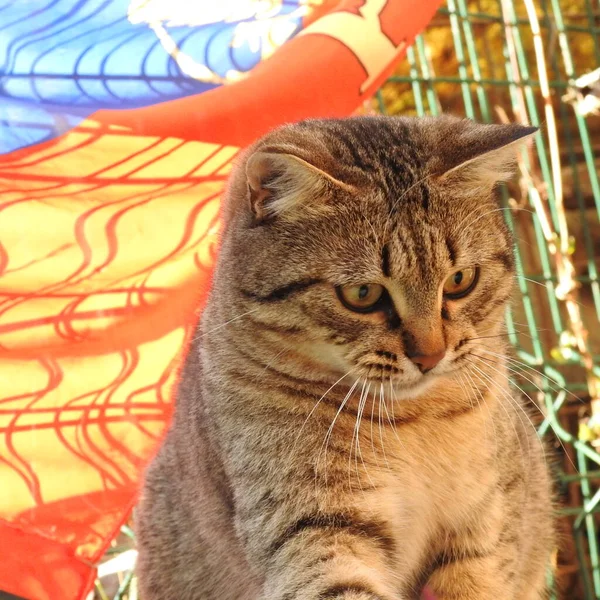 Bahçedeki kedi