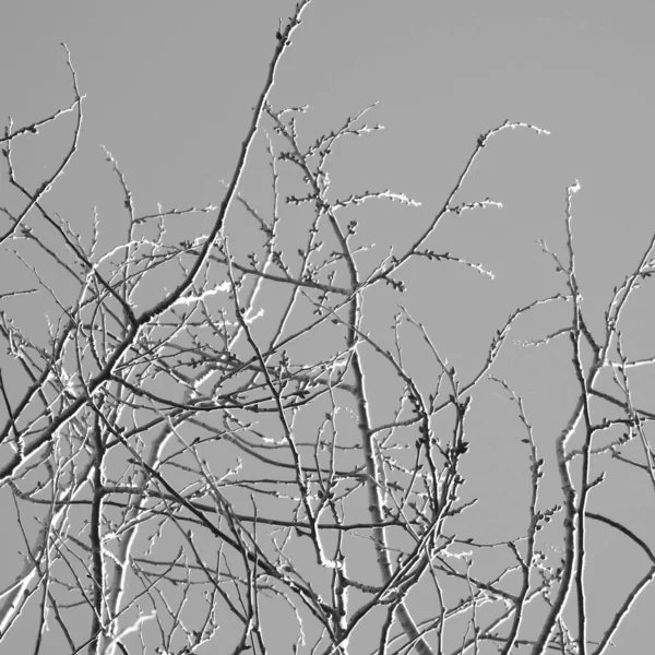 Branches Arbre — Photo