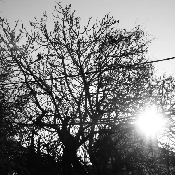 Silhouette Tree Sunset — Stock Photo, Image