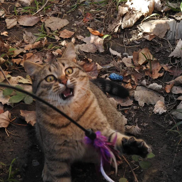 Bahçedeki kedi