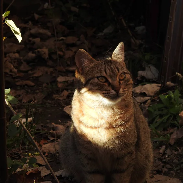 Gato Jardim — Fotografia de Stock