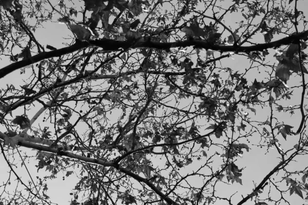 Photo Noir Blanc Branches Arbres Contre Ciel — Photo