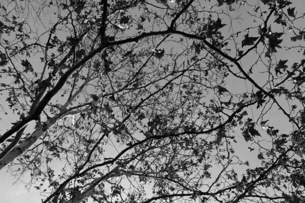 Schwarz Weiß Foto Von Ästen Gegen Den Himmel — Stockfoto