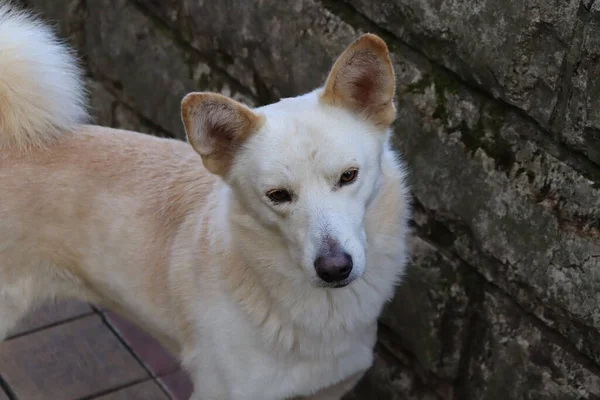 Portrait Chien Blanc — Photo