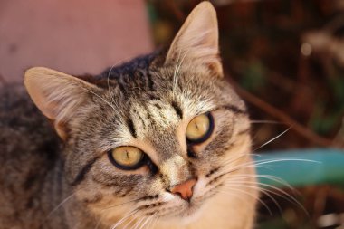 Kedi sokakta oynuyor.