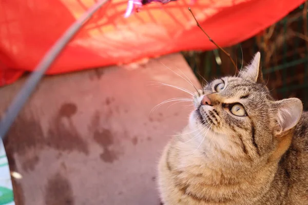 Kedi sokakta oynuyor.