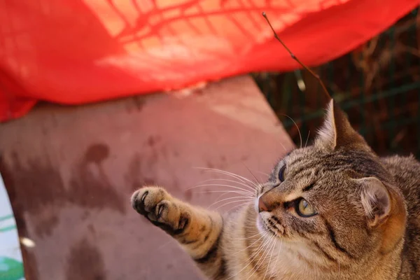 Katze Spielt Auf Der Straße — Stockfoto