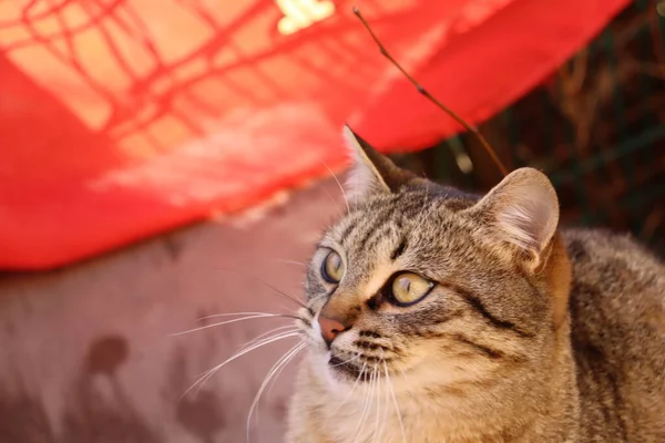 Kedi sokakta oynuyor.