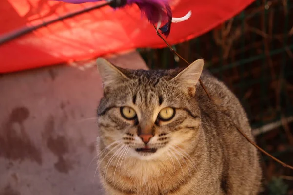 Kedi Sokakta Oynuyor — Stok fotoğraf