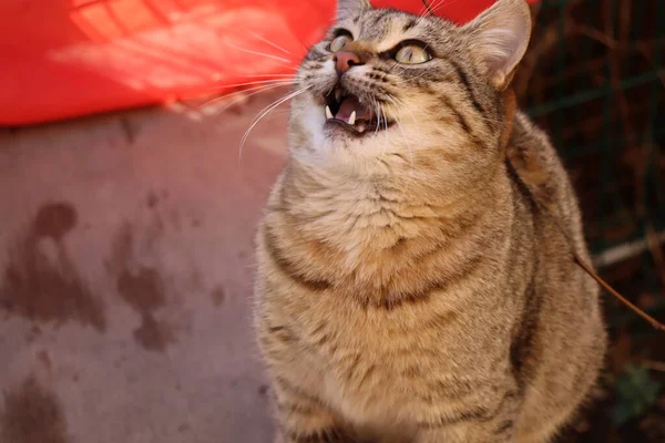 Cat Playing Street — Stock Photo, Image