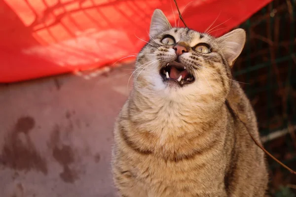 Kedi sokakta oynuyor.