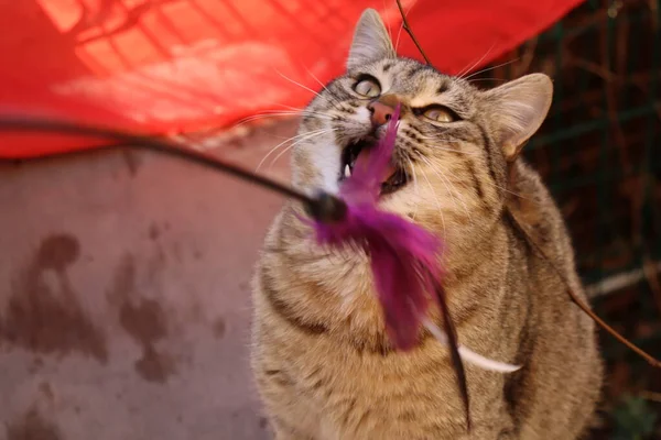 Gato Jugando Calle — Foto de Stock