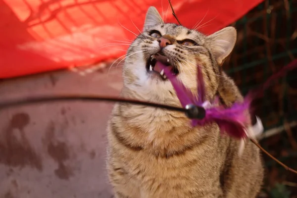 Katze Spielt Auf Der Straße — Stockfoto