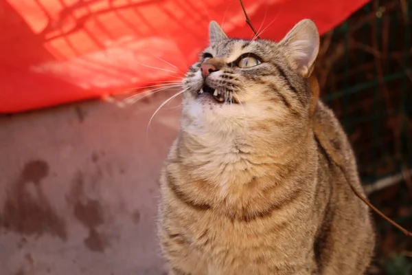 Gato Jugando Calle —  Fotos de Stock