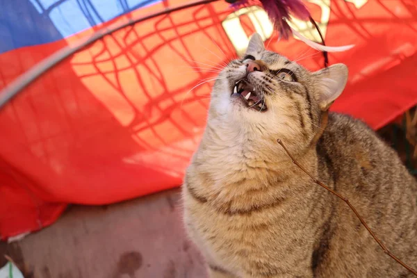 Gato Jugando Calle — Foto de Stock