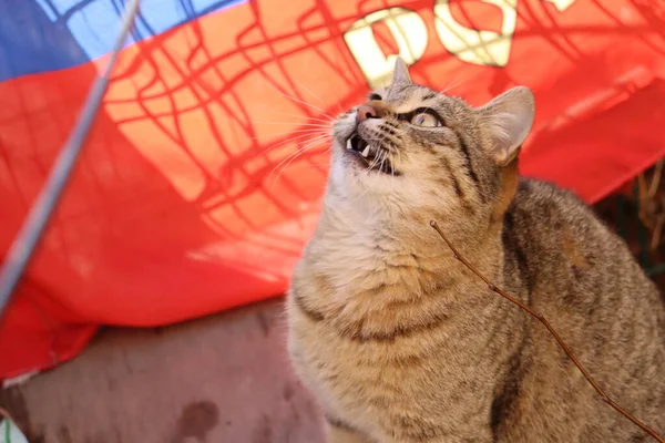 Gato Jugando Calle —  Fotos de Stock