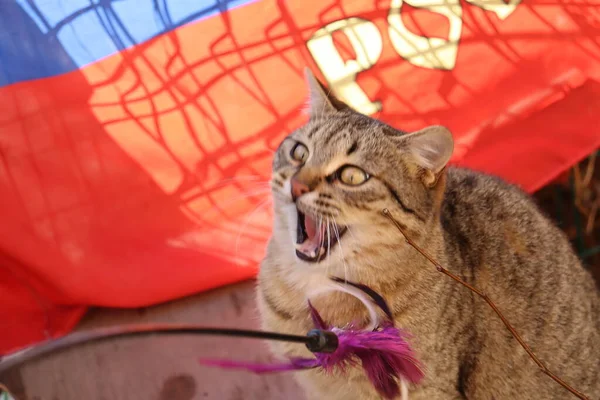 Кошка Играет Улице — стоковое фото