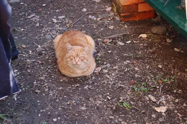 Katt Leker Gatan — Stockfoto