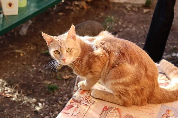 Kedi sokakta oynuyor.
