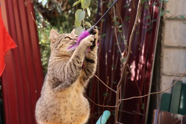 猫在街上玩耍 — 图库照片