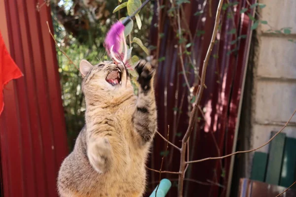 Kedi sokakta oynuyor.