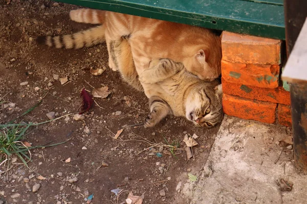 Katzen Spielen Auf Der Straße — Stockfoto
