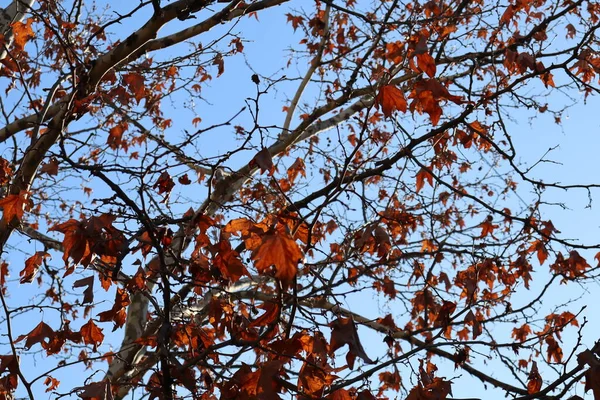 Autumn Park — Stock Photo, Image