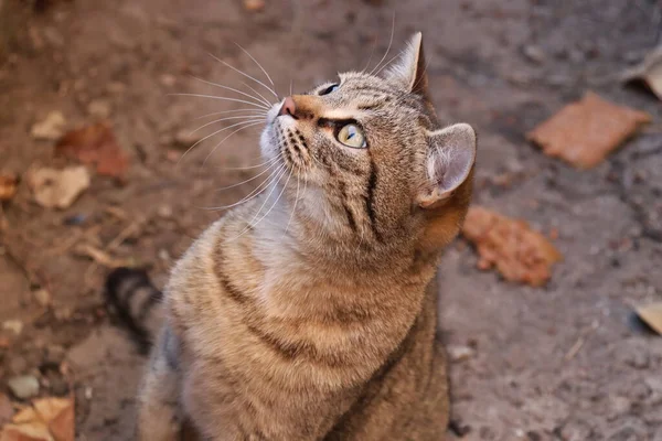 Katt Leker Gården — Stockfoto