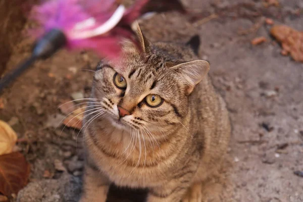 庭で遊ぶ猫 — ストック写真