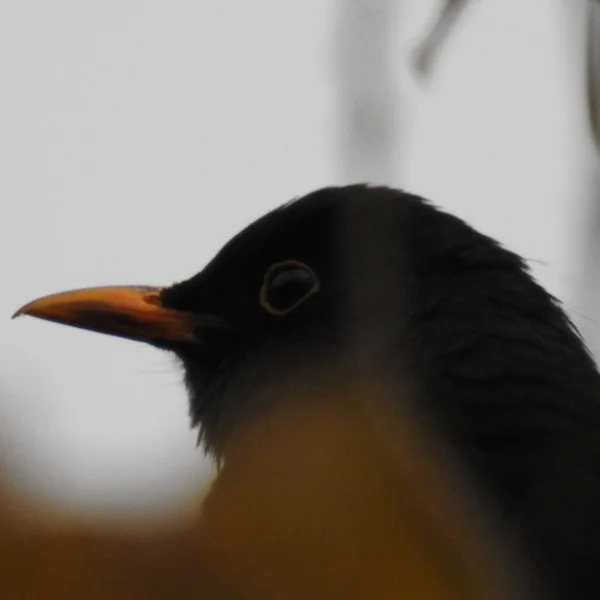 Ptak Gałęzi — Zdjęcie stockowe