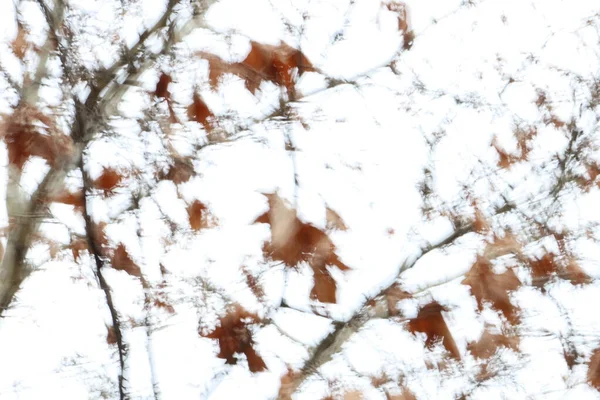 Rotes Eichhörnchen Herbst — Stockfoto