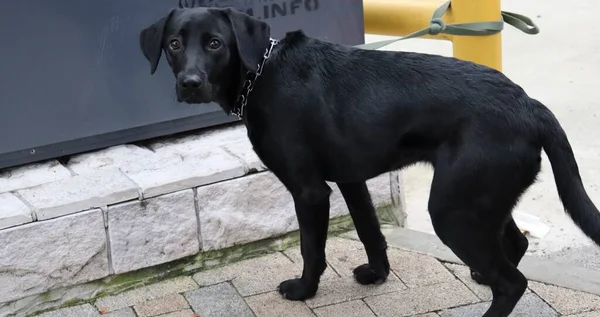 Chien Noir Dans Rue — Photo