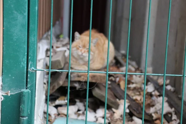 Rote Katze Hinter Dem Grünen Zaun — Stockfoto