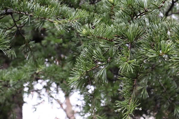 Eau Pluie Sur Les Aiguilles Vertes Cèdre — Photo