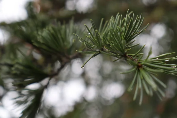 Rain Water Green Needles Cedar — Stock Photo, Image