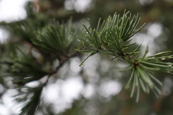 Regnvatten Gröna Barren Cederträ — Stockfoto