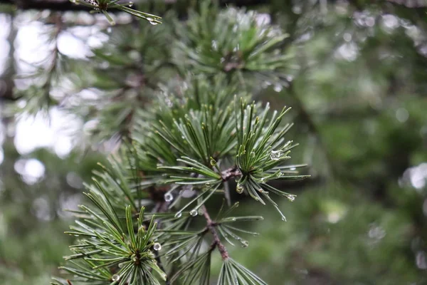 杉の緑の針の上の雨水は — ストック写真