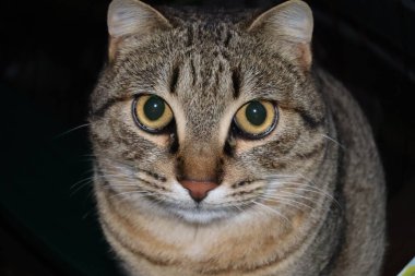 Bir kedinin portresi