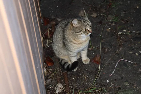 Porträtt Katt — Stockfoto