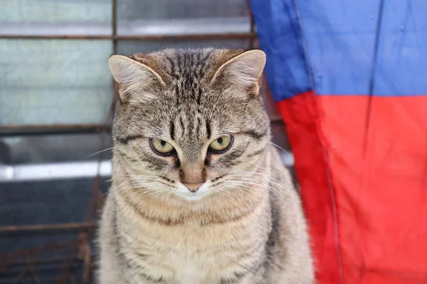 Gato Está Sentado Fuera —  Fotos de Stock