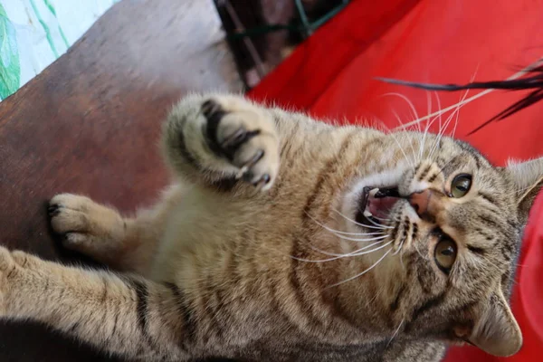 Gato Jugando Jardín —  Fotos de Stock