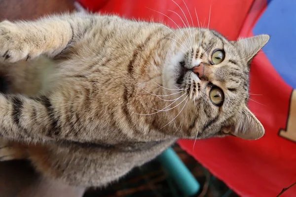 Gato Jugando Jardín — Foto de Stock