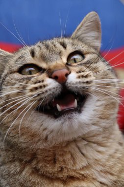 Kedi sokakta oynuyor.