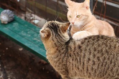 Kedi sokakta oynuyor.