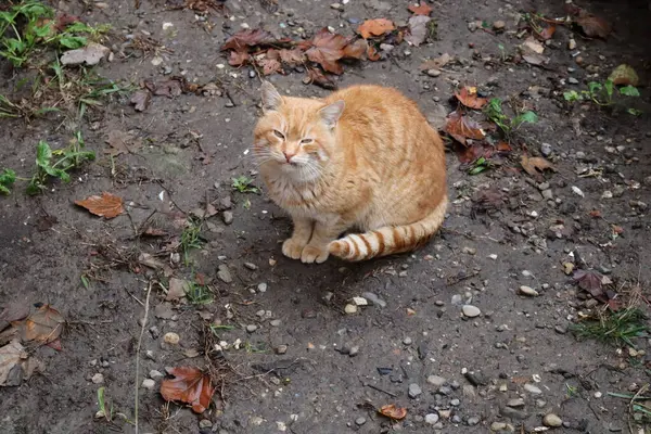 แมวเล นบนถนน — ภาพถ่ายสต็อก