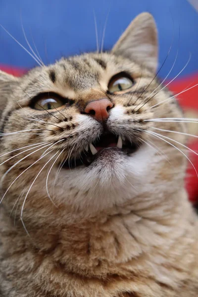 Cat Playing Street — Stock Photo, Image